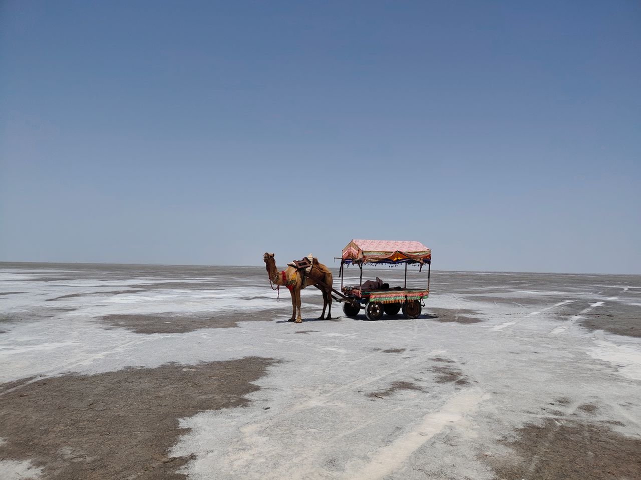 A camel cart stands alone on the expansive white salt desert of Rann of Kutch, India, under a clear blue sky.
